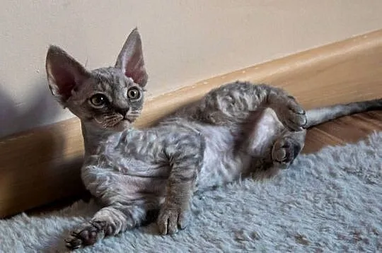 Kotka Devon Rex - Queenie - niebieska pręgowana - FIFe, Wielkopolskie, Poznań