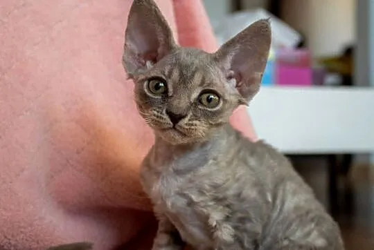 Kotka Devon Rex - Queenie - niebieska pręgowana - FIFe, Wielkopolskie, Poznań