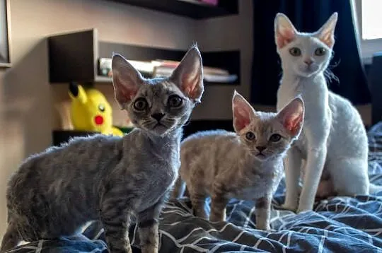 Kotka Devon Rex - Queenie - niebieska pręgowana - FIFe, Wielkopolskie, Poznań