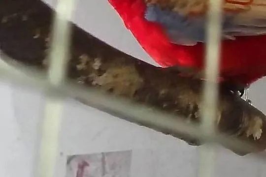 Samce samice 24 oraz 25, Śląskie, Chudów