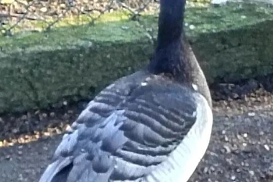 Samce samice 24 oraz 25, Śląskie, Chudów