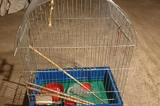 klatka dla kanarka