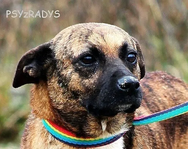 DAGA, urokliwa, malutka pręguska do adopcji