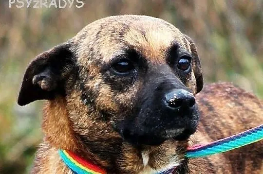 DAGA, urokliwa, malutka pręguska do adopcji