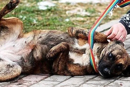 DAGA, urokliwa, malutka pręguska do adopcji