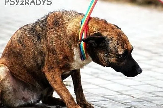 DAGA, urokliwa, malutka pręguska do adopcji