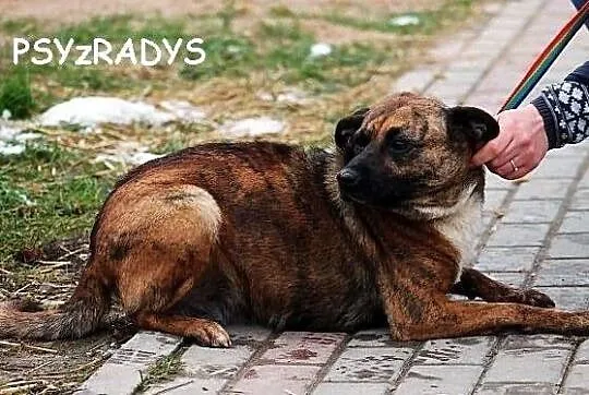 DAGA, urokliwa, malutka pręguska do adopcji