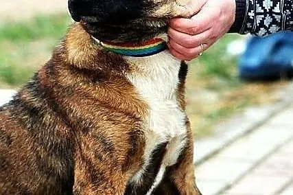DAGA, urokliwa, malutka pręguska do adopcji