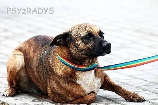 DAGA, urokliwa, malutka pręguska do adopcji