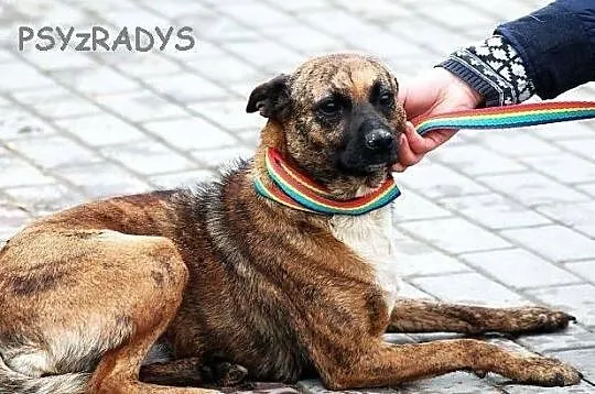 DAGA, urokliwa, malutka pręguska do adopcji