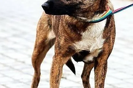 DAGA, urokliwa, malutka pręguska do adopcji