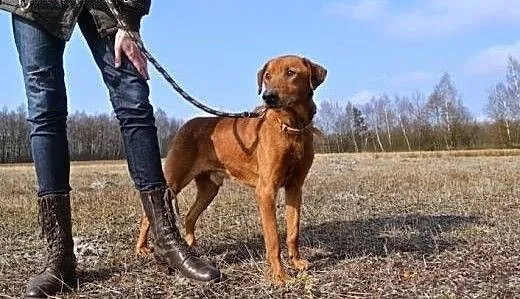 Moris z likwidowanego przytuliska błaga o dom, ma