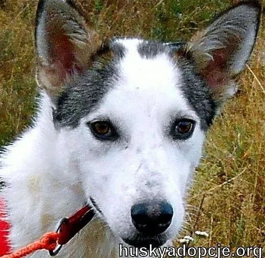ROKI- młody i inteligentny mix husky do adopcji,