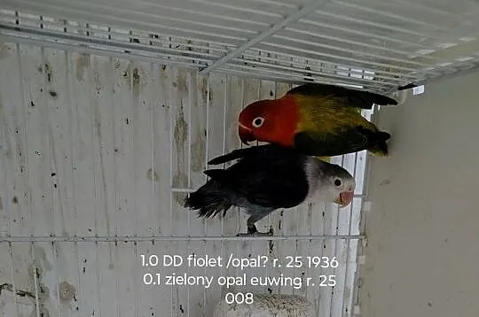 Sprzedam parę nierozłączek