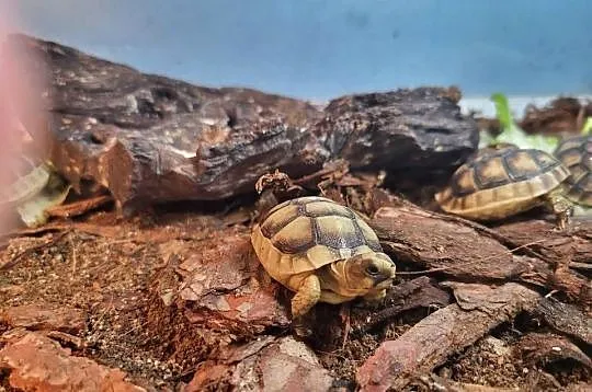 Żółw Lądowy Grecki - Sklep Zoologiczny, Śląskie, Katowice