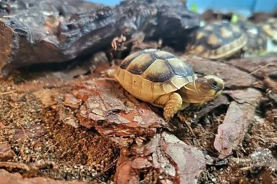 Żółw Lądowy Grecki - Sklep Zoologiczny, Śląskie, Katowice