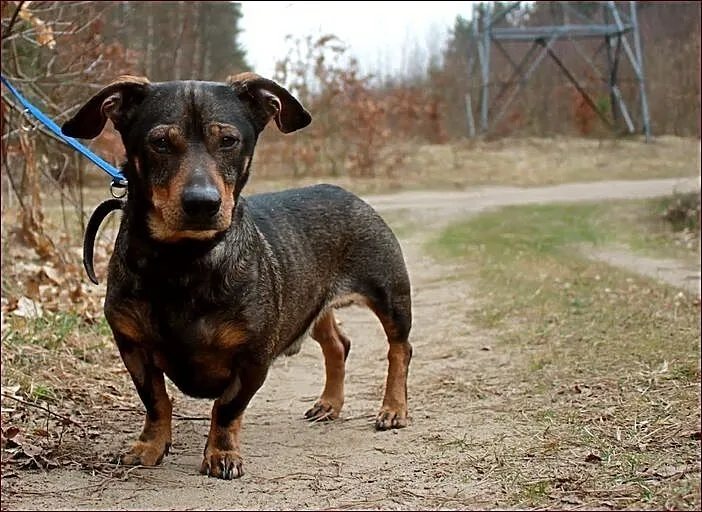 Ruficzek - malutki, podłużny piesio