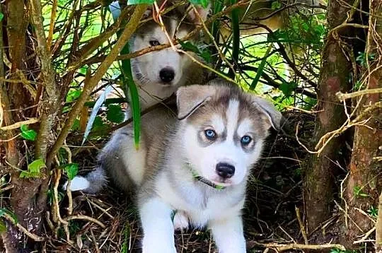 Szczenięta syberyjskiego husky o niebieskich oczach.