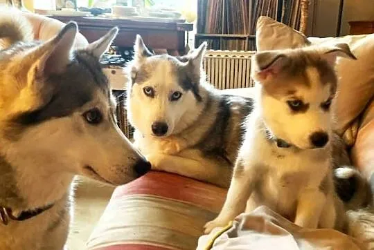 Szczenięta syberyjskiego husky o niebieskich oczach., Kujawsko-pomorskie, Warszawka