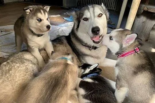 Szczenięta syberyjskiego husky o niebieskich oczach., Kujawsko-pomorskie, Warszawka