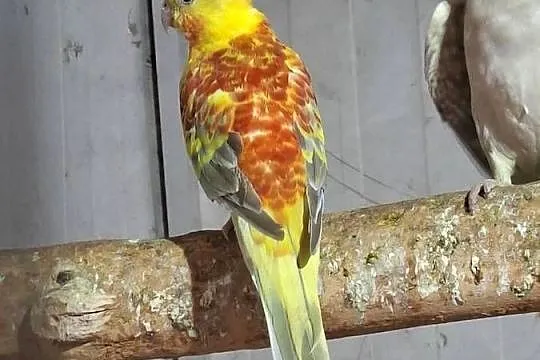 Sprzedam papugi.