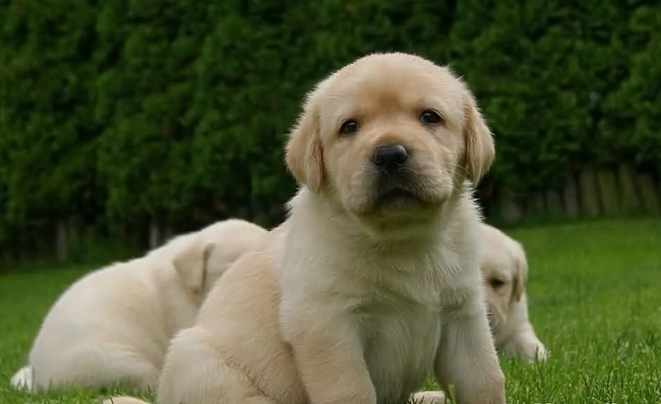 Labrador szczenie biszkoptowe