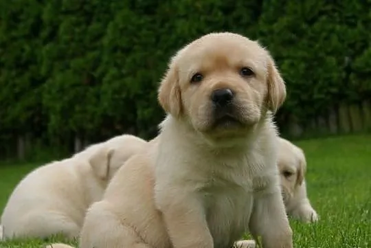 Labrador szczenie biszkoptowe