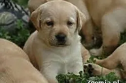 Labrador szczenie biszkoptowe