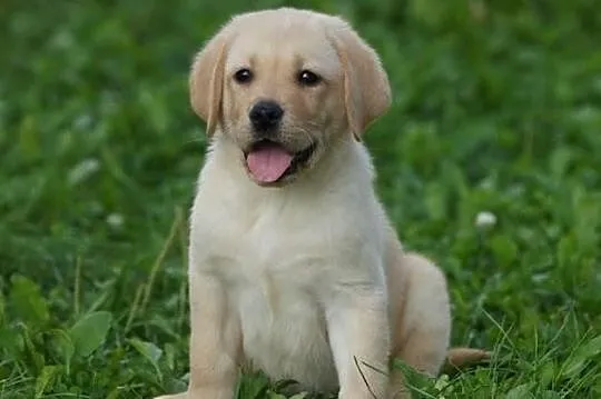 Labrador szczenie biszkoptowe
