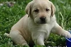 Labrador szczenie biszkoptowe