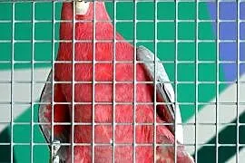 Sprzedam część hodowli papug – amazonki, kakadu różowe, barwinka