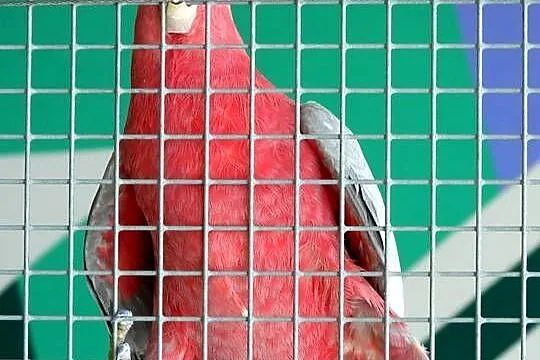 Sprzedam część hodowli papug – amazonki, kakadu różowe, barwinka
