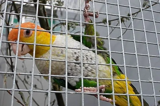 Sprzedam część hodowli papug – amazonki, kakadu różowe, barwinka, Śląskie, Cieszyn