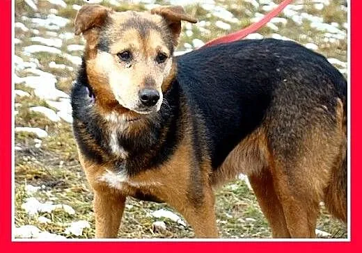 Przekochana,bardzo mądra,łagodna,rodzinna starsza