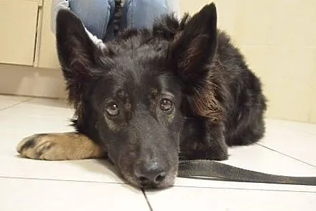Piękna Tora do adopcji !,  mazowieckie Warszawa