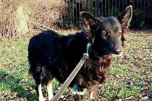 Piękna Tora do adopcji !,  mazowieckie Warszawa