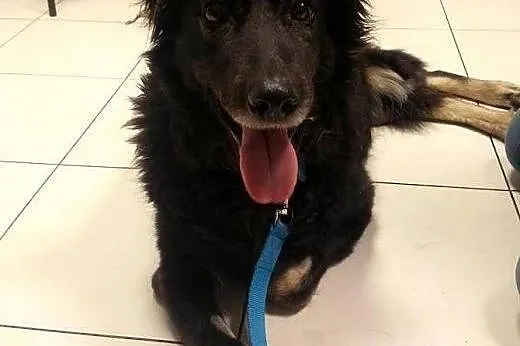 Piękna Tora do adopcji !,  mazowieckie Warszawa