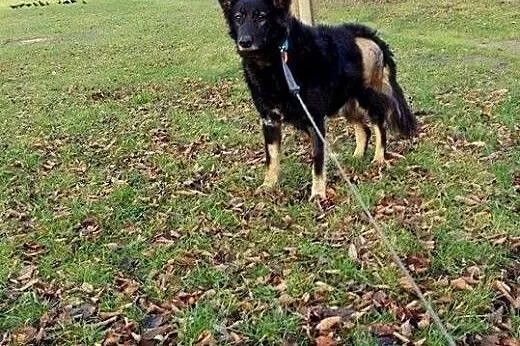 Piękna Tora do adopcji !,  mazowieckie Warszawa