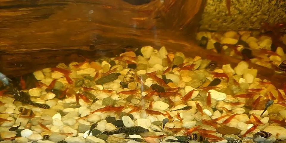 Krewetki red cherry, Świętokrzyskie, Stąporków