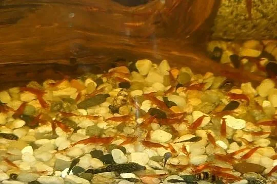 Krewetki red cherry, Świętokrzyskie, Stąporków
