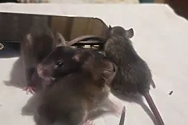 Dumbo Szczurki Świeżaki