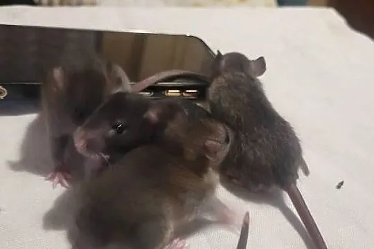 Dumbo Szczurki Świeżaki