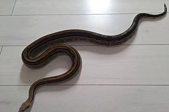 Boa constrictor imperator samiec, Lubelskie, Lublin