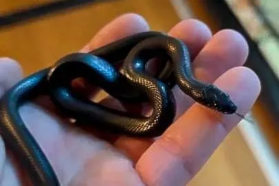 Wąż mahoniowy Black samica