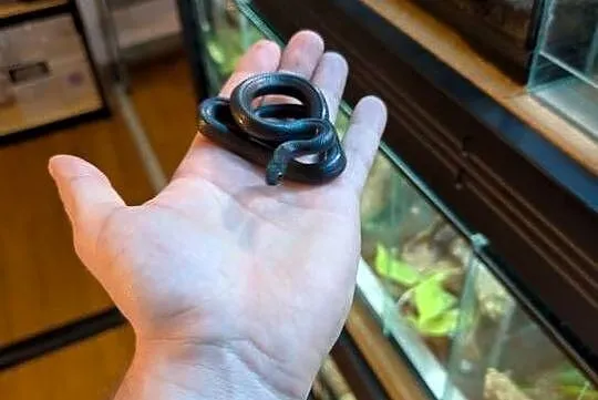 Wąż mahoniowy Black samica, Warmińsko-mazurskie, Olsztyn