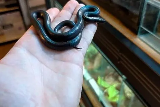 Wąż mahoniowy Black samica, Warmińsko-mazurskie, Olsztyn