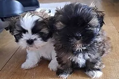 Sliczny piesek shih-tzu