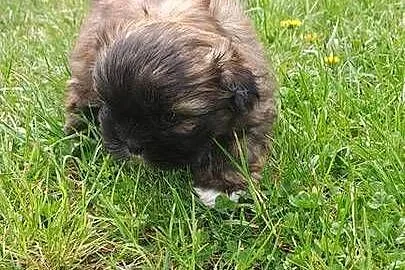 Sliczny piesek shih-tzu, Świętokrzyskie, Bodzentyn