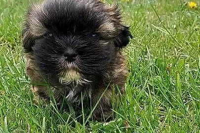 Sliczny piesek shih-tzu, Świętokrzyskie, Bodzentyn
