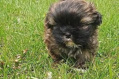 Sliczny piesek shih-tzu, Świętokrzyskie, Bodzentyn